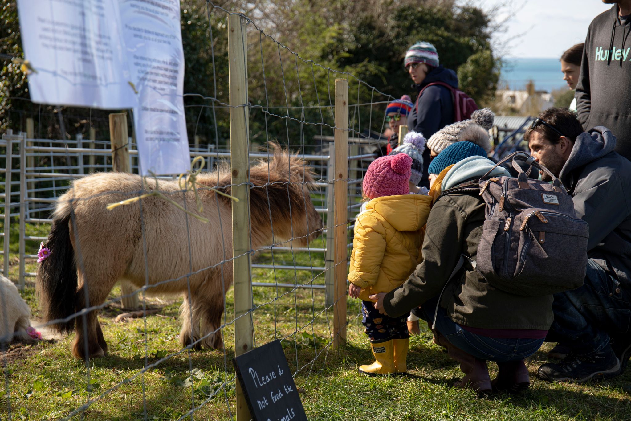 Ponies, family visit, farm animals, farm day
